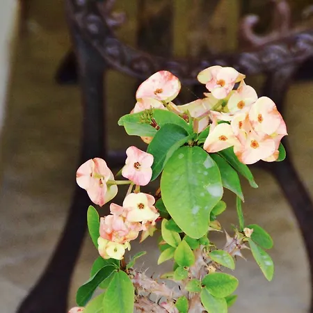 Caposud And Club Apartmanhotel