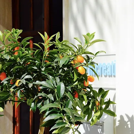 Caposud And Club Apartmanhotel