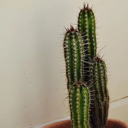 Caposud And Club Apartmanhotel